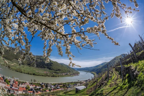 Vale de Wachau durante a primavera com a aldeia Spitz na Áustria — Fotografia de Stock