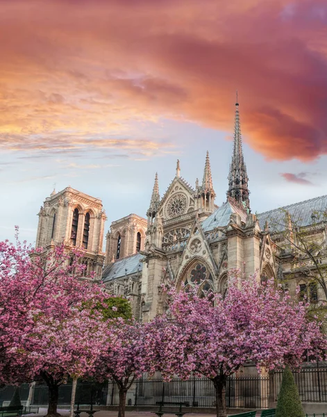 Paryż, katedra Notre Dame z drzewami źródlanymi we Francji — Zdjęcie stockowe