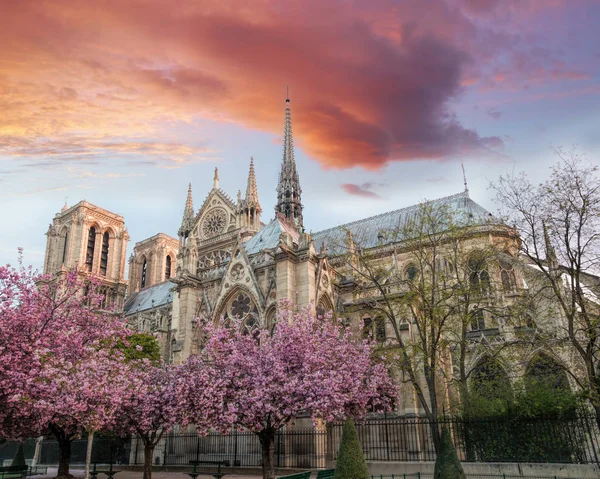 Paryż, katedra Notre Dame z drzewami źródlanymi we Francji — Zdjęcie stockowe