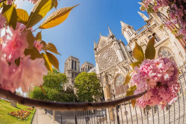 París, catedral de Notre Dame con árboles de primavera en Francia —  Fotos de Stock