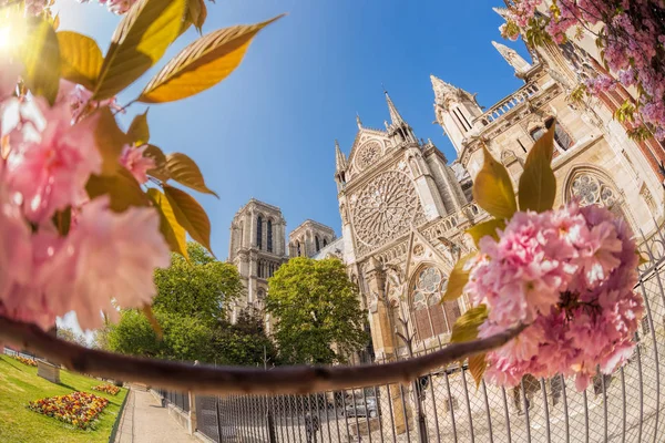 Parigi, cattedrale di Notre Dame con alberi primaverili in Francia — Foto Stock