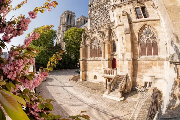 Parijs, Notre Dame kathedraal met lentebomen in Frankrijk — Stockfoto