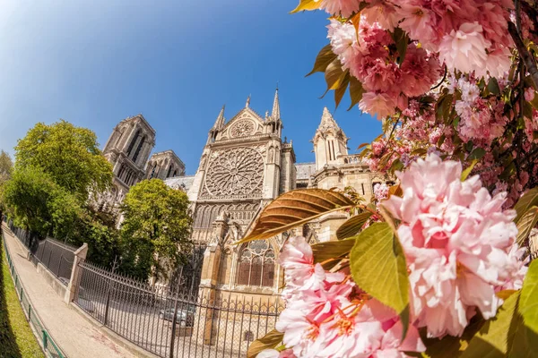 Paříž, katedrála Notre Dame s jarními stromy ve Francii — Stock fotografie