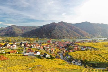 Avusturya, Vachau Vadisi 'nde sonbahar üzüm bağları olan ünlü Weissenkirchen köyü.