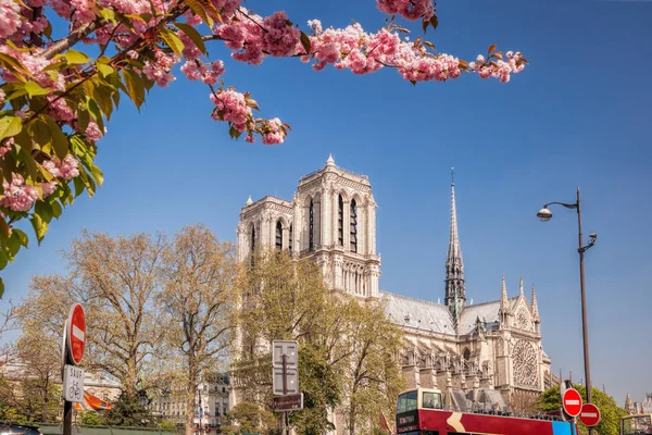 París, catedral de Notre Dame con árboles de primavera en Francia —  Fotos de Stock