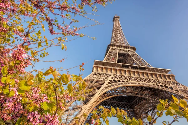 Torre Eiffel Durante Primavera París Francia —  Fotos de Stock