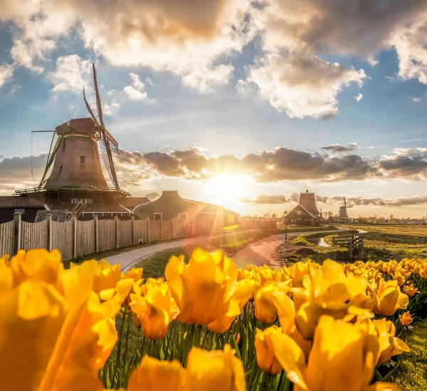 Tradycyjne Holenderskie Wiatraki Tulipanami Przed Zachodem Słońca Zaanse Schans Amsterdam — Zdjęcie stockowe