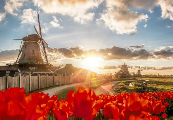 Tradycyjne Holenderskie Wiatraki Tulipanami Przed Zachodem Słońca Zaanse Schans Amsterdam — Zdjęcie stockowe