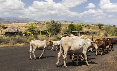Zebu sığır karayolu üzerinde. OMO Vadisi yakın Konso, Etiyopya