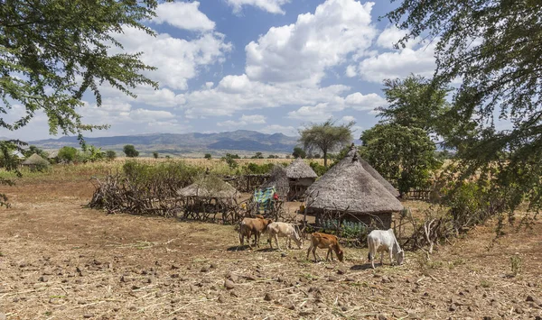 Piccola fattoria lungo la strada. Valle dell'Omo vicino a Konso. Etiopia — Foto Stock
