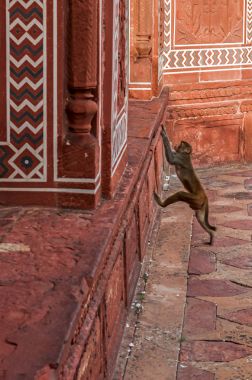 Taj Mahal'ı tapınakta maymun