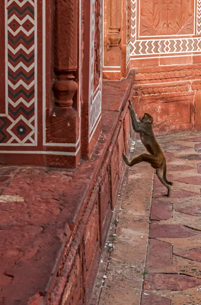 Macaco no Templo Taj Mahal — Fotografia de Stock