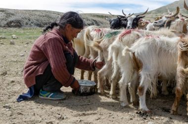 Göçebe kadınla koyun göl Tsomoriri, Hindistan