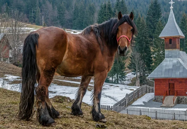 At yakınındaki Ortodoks Kilisesi, Apuseni Dağları, Romanya