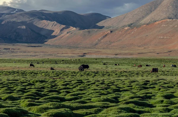 Changthang Yaylası – Ladakh, Jammu ve Keşmir, Hindistan