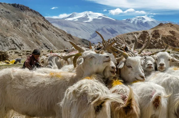 Göçebe kadınla koyun göl Tsomoriri, Hindistan