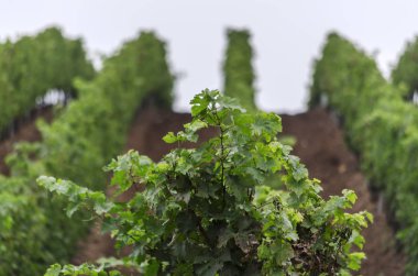 Tepenin yemyeşil üzüm bağ