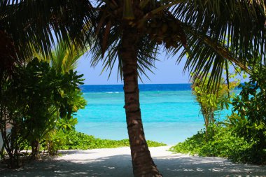 Bir Hindistan cevizi hurma ağacı ile plaja güzel yolu