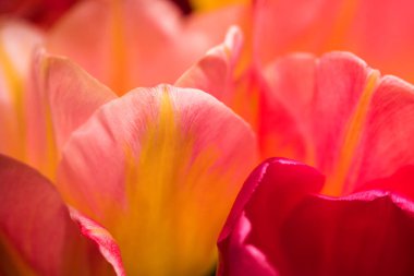 Bir Lale güzel pembe ve sarı yaprakları