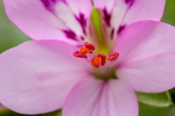 マクロ - ピンクの花の国歌 — ストック写真