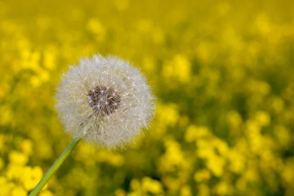 Dente-de-leão no vento com fundo amarelo — Fotografia de Stock