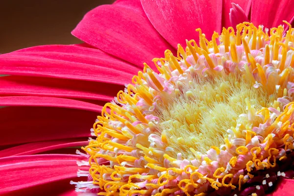 特写看一朵花 非洲菊菊红 粉红色 — 图库照片