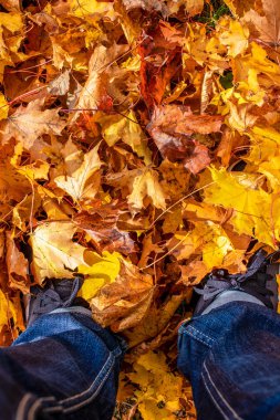 Siyah spor ayakkabılı ve kot pantolonlu bir erkek yerde renkli yapraklarla duruyor.