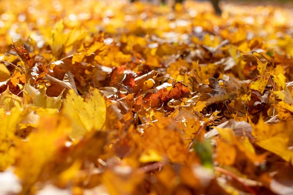 秋天地上有许多五彩斑斓的黄色和橙色的叶子 免版税图库照片