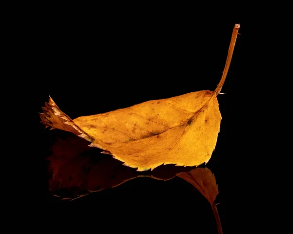 Uma única folha de outono em um espelho preto - macrofotografia — Fotografia de Stock