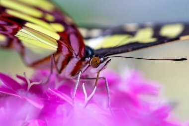 Pembe bir çiçeğin üzerinde duran renkli bir kelebeğin güzel bir resmi.