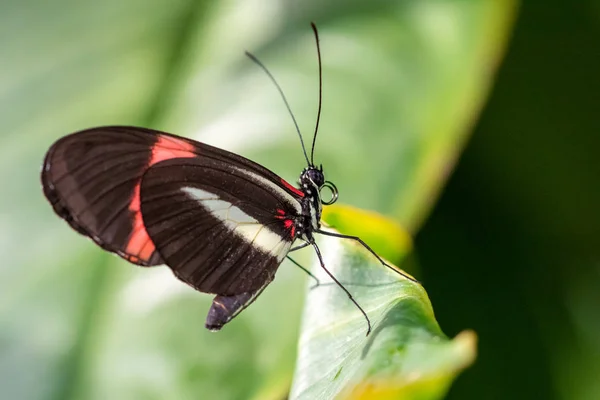 Una hermosa imagen de una mariposa de colores de pie sobre una hoja  - —  Fotos de Stock