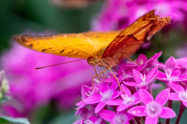 Ein schönes Bild eines bunten Schmetterlings, der auf einer rosa Blume steht — Stockfoto