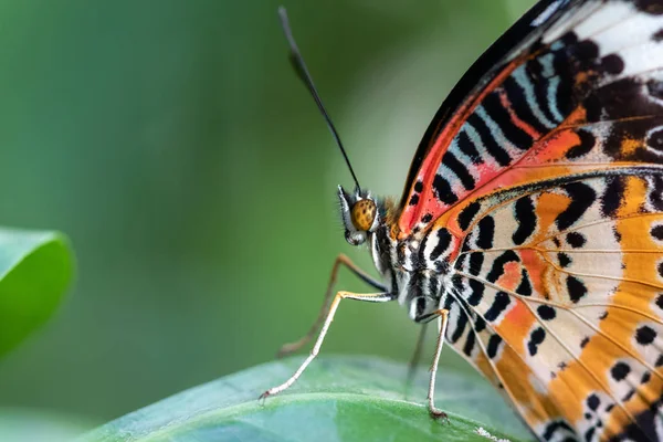 Egy gyönyörű kép egy színes pillangóról, amint egy levélen áll. - — Stock Fotó