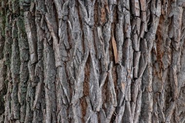 Güzel yıpranmış ağaç kabuğu - yakın çekim deseni