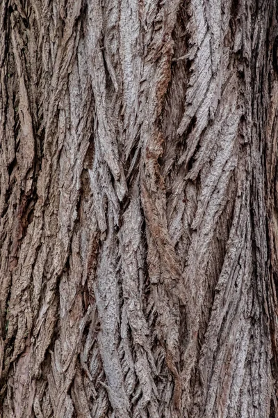 Een mooie verweerde dop van een boom - close-up patroon — Stockfoto
