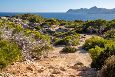 İspanya 'nın Mallorca adasının güzel kıyıları. Önünde kuru ağaçlar, arkasında da dağlar var.