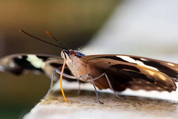 Uma bela imagem de uma borboleta colorida em pé em um chão de pedra - close-up, macrofotografia — Fotografia de Stock