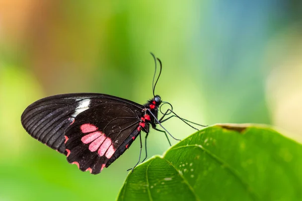 一幅色彩艳丽的蝴蝶站在树叶特写上的美丽图画,宏观摄影 免版税图库图片