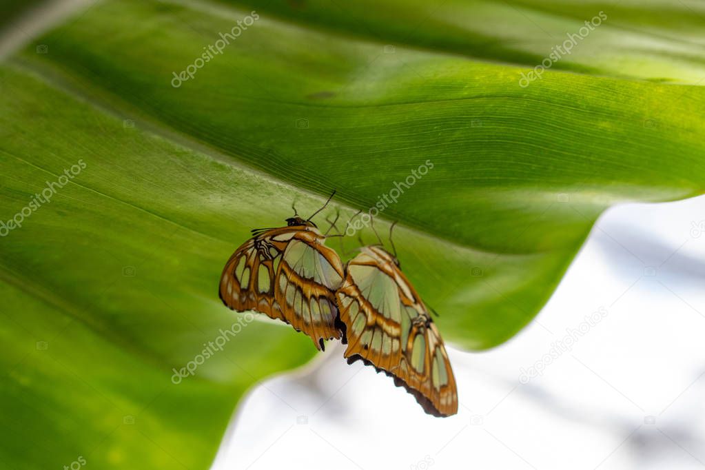 Two beautiful orange and brown butterlies pairing under a big green leaf