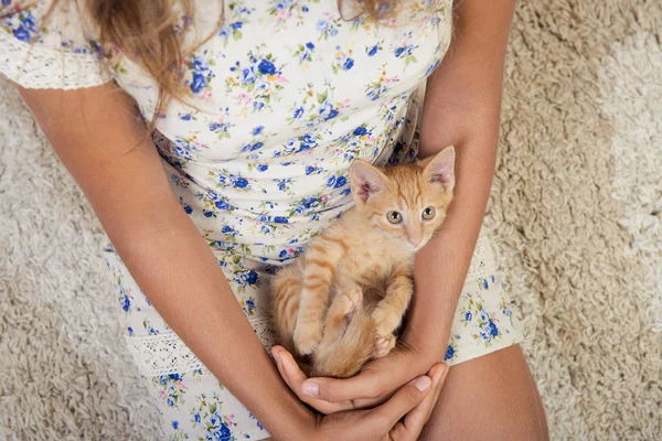 Little Red Kitten Cute Little Kitten Ginger Kitten Kitten Lies — Stock Photo, Image