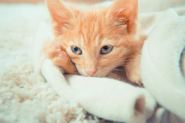 Маленький Красный Котенок Симпатичный Котенок Рыжий Котёнок Котёнок Лежит Дома — стоковое фото