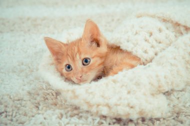 Küçük kırmızı kedi yavrusu. Sevimli kedicik. zencefil yavru kedi. yavru kedi evde tüylü halı üzerinde yatıyor. Uyuyan bir kedi Close-Up. 