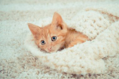 Küçük kırmızı kedi yavrusu. Sevimli kedicik. zencefil yavru kedi. yavru kedi evde tüylü halı üzerinde yatıyor. Uyuyan bir kedi Close-Up. 