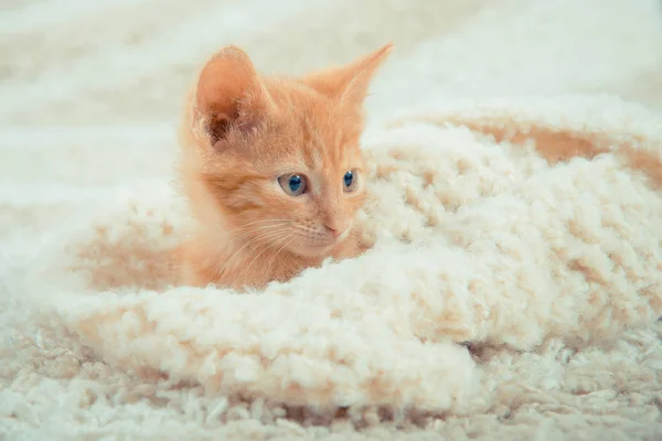 Pequeño Gatito Rojo Lindo Gatito Ginger Kitten Gatito Encuentra Alfombra —  Fotos de Stock