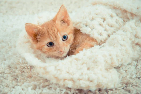 Little red kitten. Cute little kitten. ginger kitten.  kitten lies on the fluffy carpet at home.  Close-up of a sleeping cat.