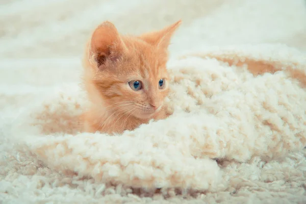 Little red kitten. Cute little kitten. ginger kitten.  kitten lies on the fluffy carpet at home.  Close-up of a sleeping cat.