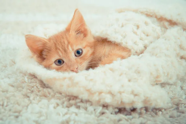 Little red kitten. Cute little kitten. ginger kitten.  kitten lies on the fluffy carpet at home.  Close-up of a sleeping cat.