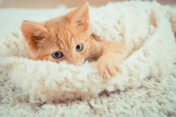 Маленький Красный Котенок Симпатичный Котенок Рыжий Котёнок Котёнок Лежит Дома — стоковое фото