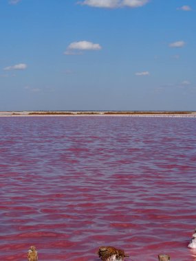 Salt Lake 'de. Kırım, Ukrayna. İçinde sadece kırmızı alglerin yaşadığı gerçek pembe su.
