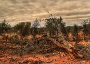 Avustralya outback